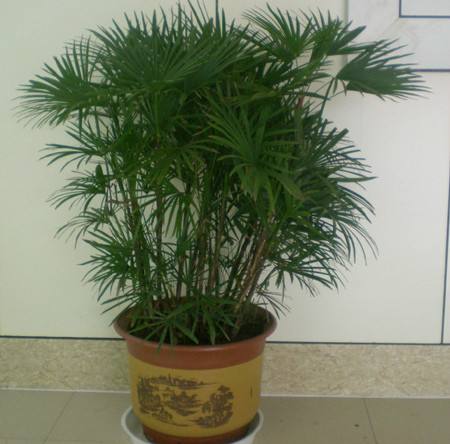 棕竹